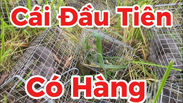26/ Bẫy Chuột Cống Nhum test Bài Mồi Gặp Ngay Ông Tùng😙@Đờisốngmiềntây-i9l 