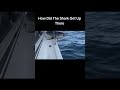 How Did The Shark Get Up There #Shark #tiktok #sharkweek #memes