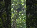#centralamerica #nature #capuchin #monkey #beach