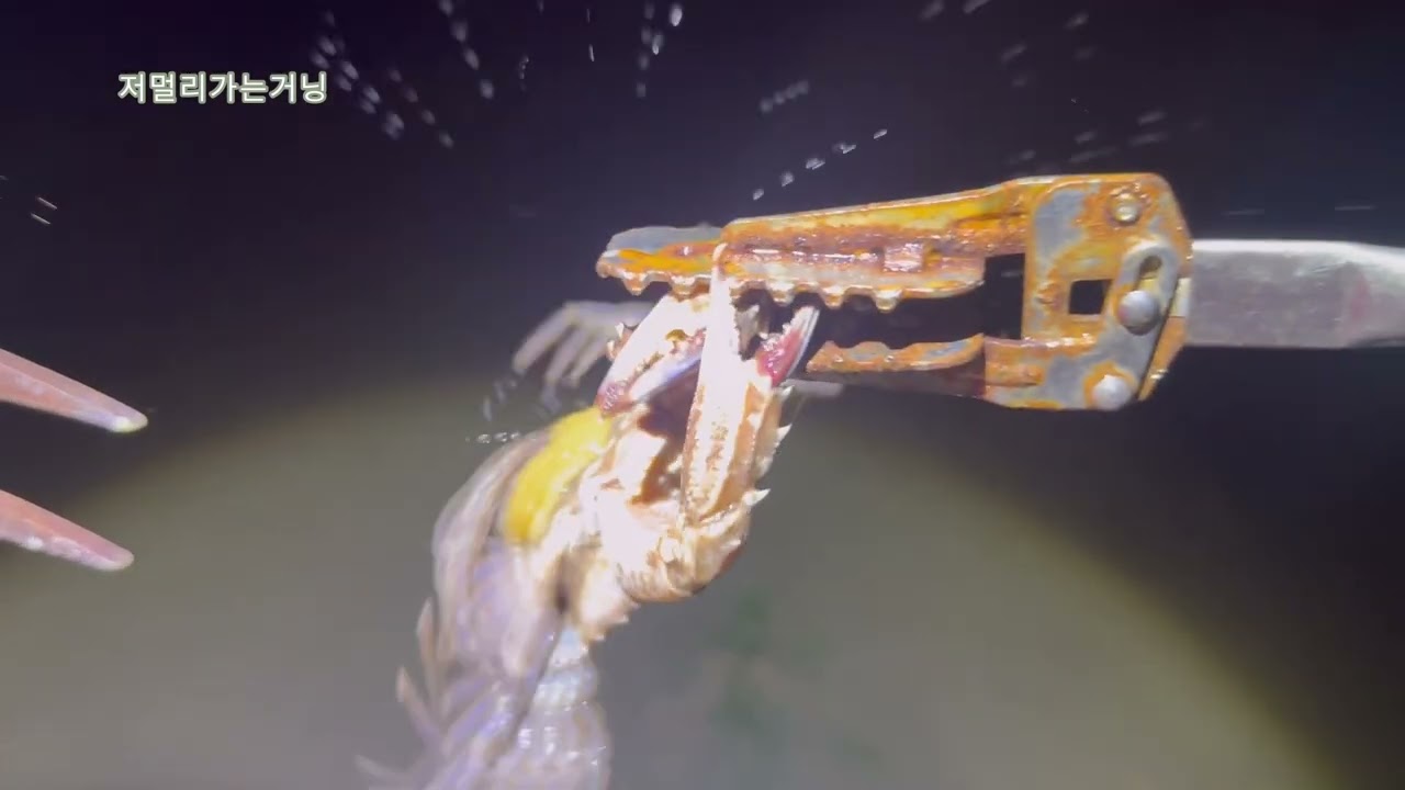 [해루질편] 보라돌이 박하지가 두마리씩!