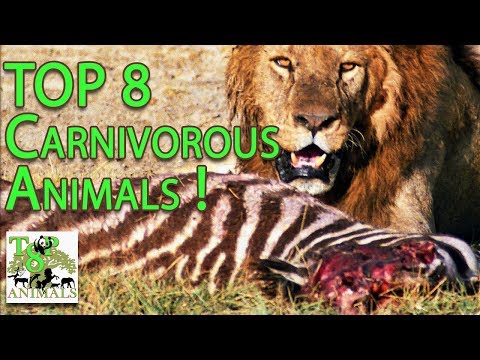 Top 8 Carnivorous Animals !