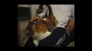 Spanking the Cat but every meow makes it faster