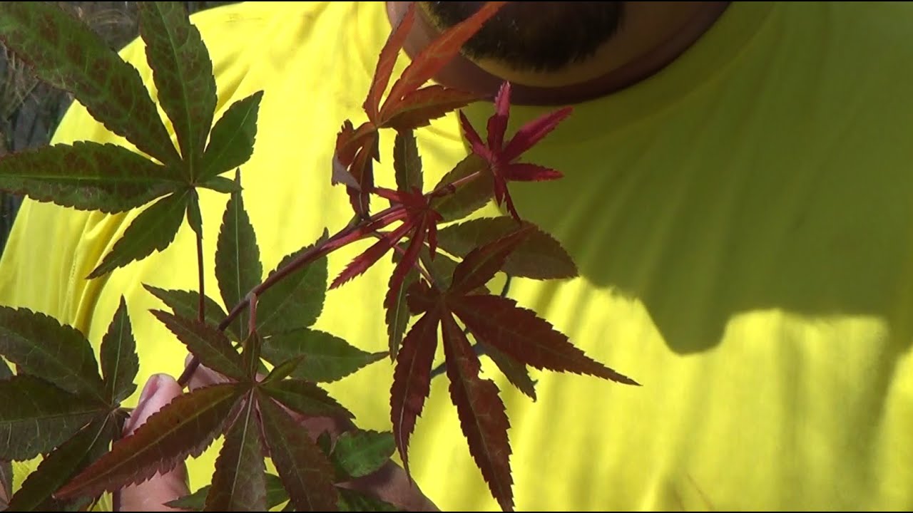 Bonsai Zero Palmatum - Abonado