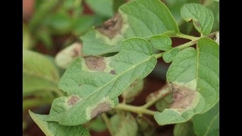 Basic principles of crop protection - presented by Dr Mariette Truter