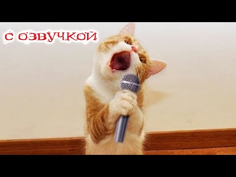 Приколы с котами! С ОЗВУЧКОЙ! СМЕШНЫЕ ЖИВОТНЫЕ - ДО СЛЁЗ!
