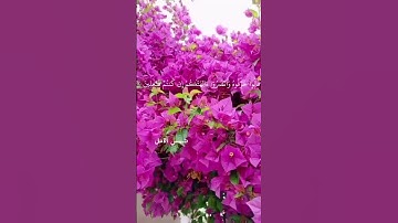سورة الانبياء  القارئ ياسر الدوسري #سورة_الانبياء #ياسر_الدوسري #قران_الكريم #chorts #حالات_واتساب