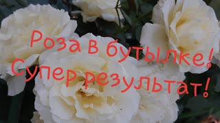 Череночник из бутылки! Черенкование роз удаётся на УРА!!!🍀🤩//Борис Борисов