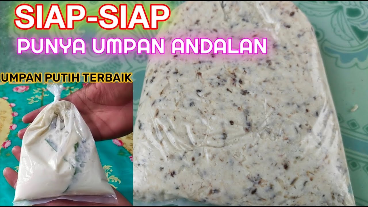 RAJANYA UMPAN PUTIH🔥Spesial BABON🔥 Bongkar Rahasia Umpan Putih Lomba Dan Harian Terbaik Musim ini.!!