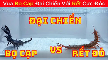 Review Thử Nghiệm Cho Bọ Cạp  và Rết Đỏ Chiến Đấu || Review Giải Trí Đời Sống