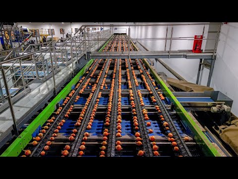 Optical Onion Sorting