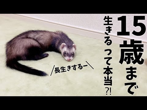 フェレットの寿命を延ばす7つの秘訣|適切な飼い方ガイド