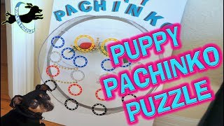 Puppy Pachinko Puzzle : Ripley Plays With Her New Dog Game