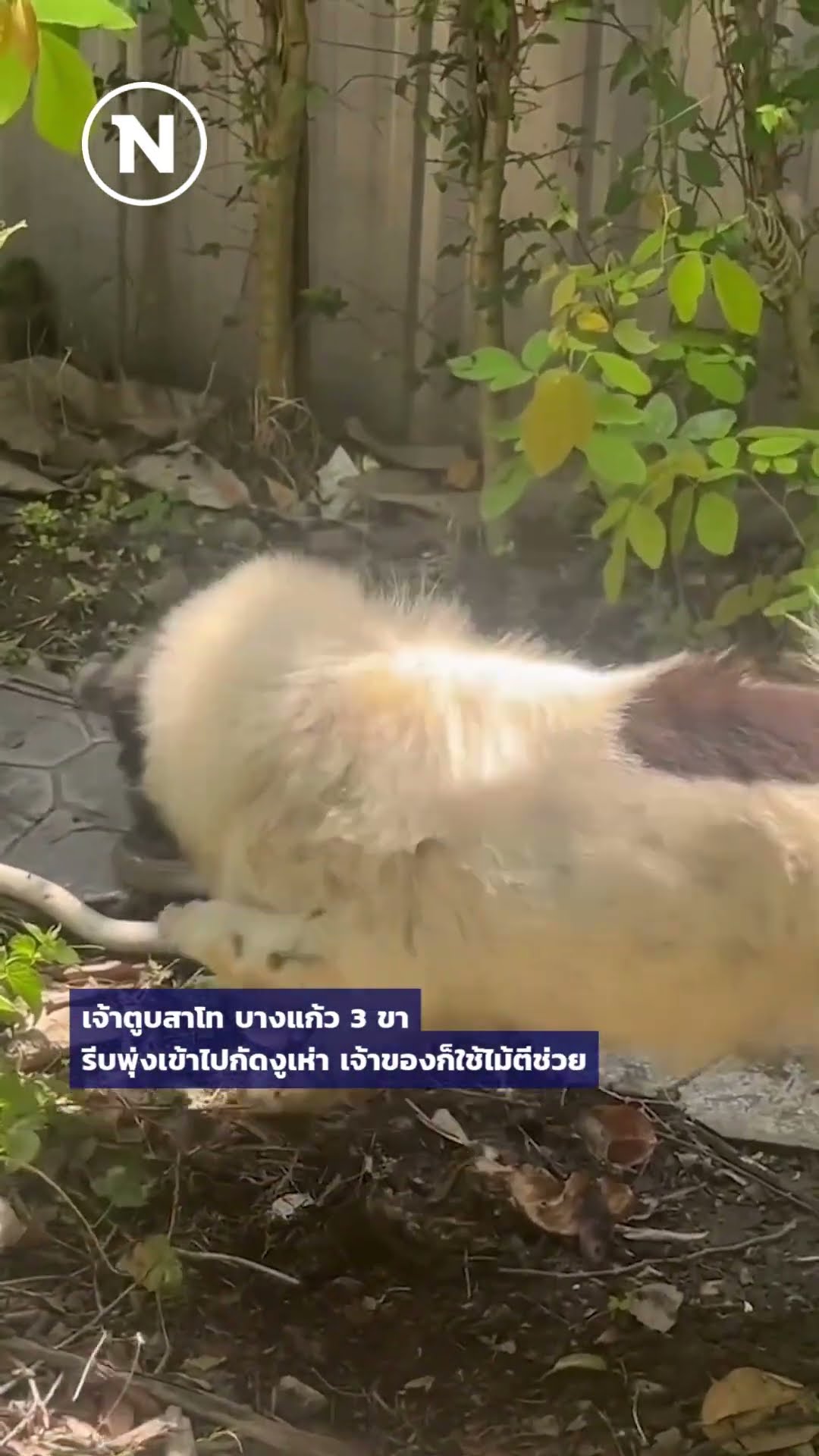 ***ใครกลัวงู เลื่อนผ่านให้ไว ฮีโร่ 3 ขา! พุ่งตัวสู้กับงูเห่า หวิดตาบอด #NationTV #เนชั่นทีวี #ช่อง22