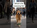 What's This Golden Retriever Listening To? 🐶🎧 Chill Lofi Beats