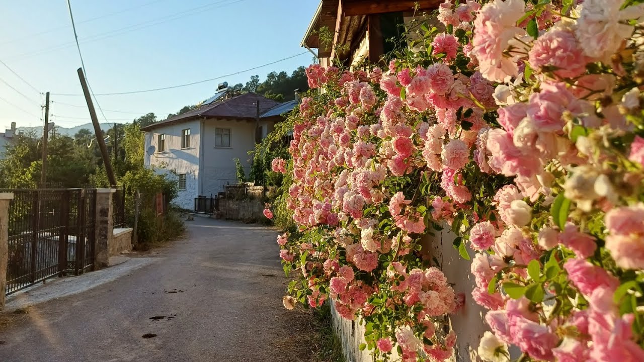 Zigana Köyü-Alene Mahallesi 26.06.2023