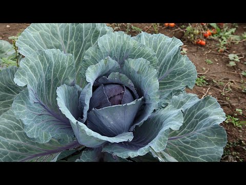 Vidéo: Variétés de chou de stockage : comment faire pousser une plante de chou de stockage n° 4