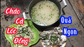 Cắm câu và nồi cháo cá lóc đồng | Tứ Đệ channel