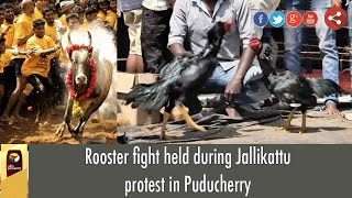 Rooster fight held during Jallikattu protest in Puducherry screenshot 5
