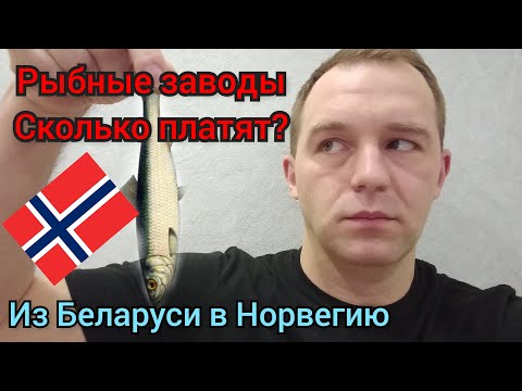 Работа в Норвегии.Рыбные заводы.Сколько же там платят?