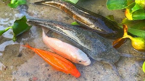 Bắt cá chép koi, cá lóc, cá chim - các loại cá