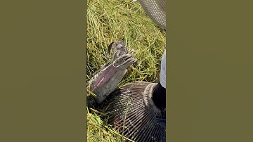 Lần nôm dính 2 con quá phê #shorts theo máy cắt bắt cá