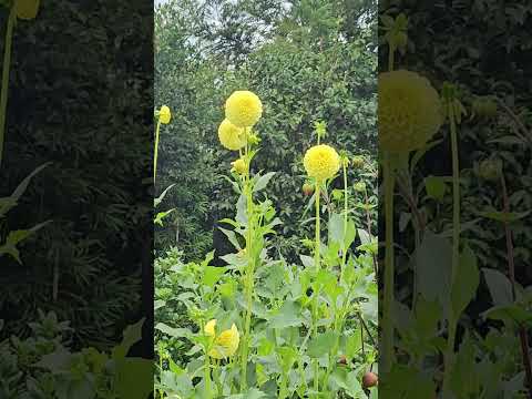 땡글땡글 #다알리아 #해밀턴가든스 #뉴질랜드 #newzealand #국화 #새소리