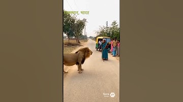 🎬 “She Didn’t Run — The Lion Did. The Fearless Grandma Who Shocked the World.”