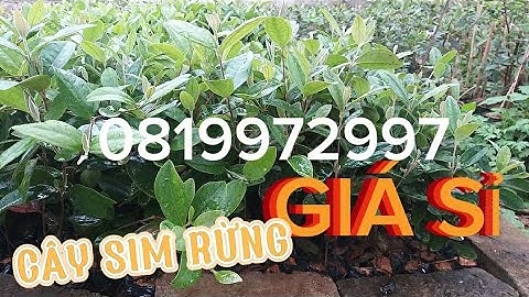 VDO 97/ Lô cây sim rừng giá sỉ, phù hợp trồng số lượng lớn liên hệ 0819972997