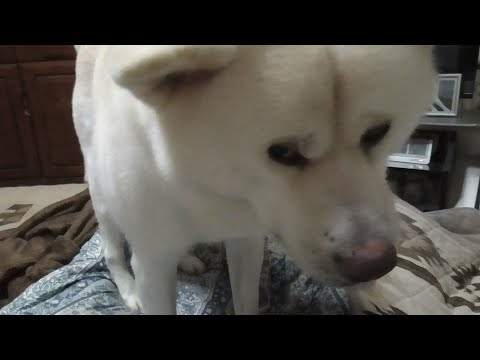 【秋田犬ゆうき】寒い冬は飼い主の膝上が暖かいので寝場所を整えながら自由に使わせて貰う【akita dog】