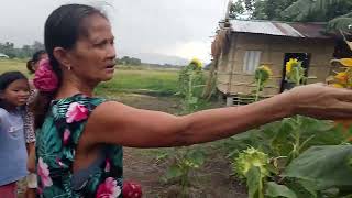Biggest sunflower i've ever seen..(Sobrang laki
