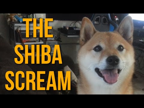 The Shiba Scream 2 Ozy Sees Something Interesting Youtube