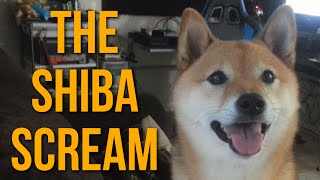 The Shiba Scream #2: Ozy Sees Something Interesting