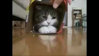 Cat Maru loves boxes, Котик - Мару любит коробки(, 2013-03-23T17:19:12.000Z)