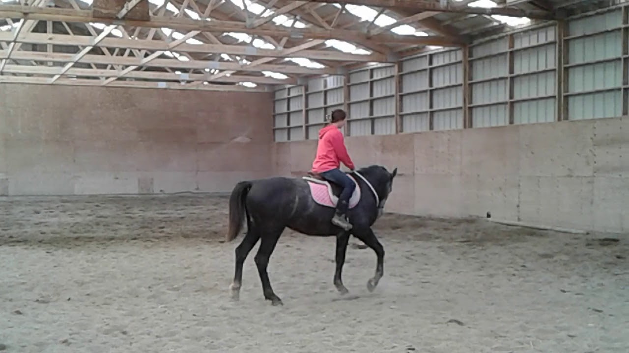 Khobalt first ride of 2018. 30 days under saddle in 2017. Dutch warmblood  cross  gelding 2015.