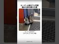 スーパーの前で7ヶ月、誰かを待ち続けた猫