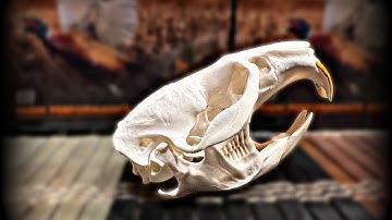 Maceration, degreasing and whitening the down and dirty on cleaning skulls