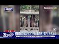 舉報疑繁殖比特犬 控動保處拖1個月 狗已消失｜TVBS新聞 @TVBSNEWS01