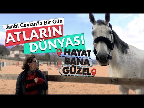 Şenay Akkurt'la Hayat Bana Güzel "Atların Dünyası - Janbi Ceylan Anlatıyor"