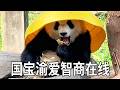 熊猫渝爱解锁超高智商,懂得玩耍懂得拆解,还会细心修补破损玩具~#大熊猫渝爱 #来这吸熊猫 #大熊猫
