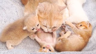 Mother cat diligently care for their kittens, who all seek their mother's attention and love.