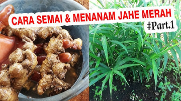 Cara Mudah Semai JAHE MERAH sampai Penanaman di Lahan Anti Gagal  .PART 1