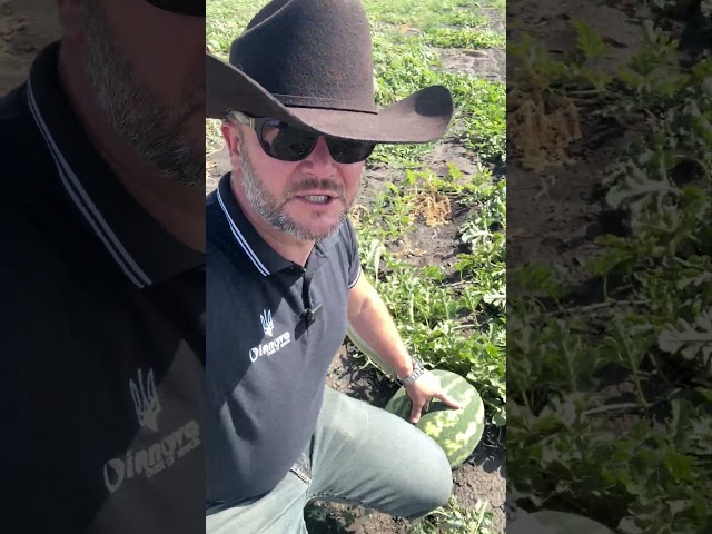 Гріззлі на богарі ідеальний варіант 🍉👍