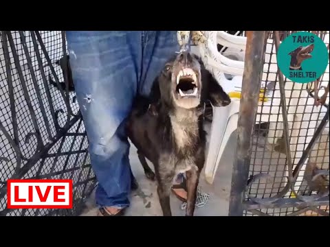 dog saved by dolphin This aggressive boy was given to me and the owner went to court - Takis Shelter