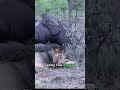 #wildelife #animals #wildanimals #lion