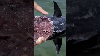 Less than 5 minutes, and sharks were on the scene 😳