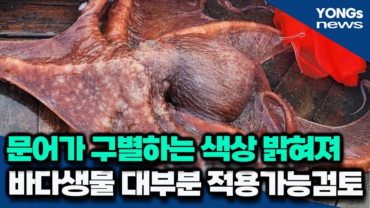 물고기들(문어)에게만 보이는 색이 있다고 합니다