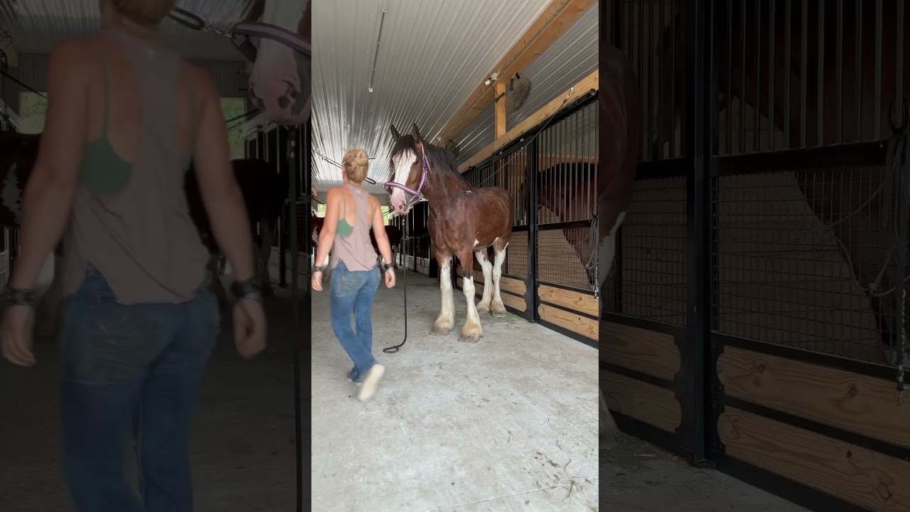 Wranglers need adjusting too #itsamandalee #horse #cowgirl
