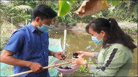 Thanh niên Cà Mau làm giàu từ mô hình nuôi ốc bươu đen ( Ốc nhồi ) đặc sản trong vườn