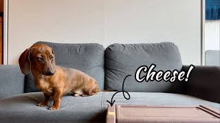 Leaving a mini dachshund alone with cheese