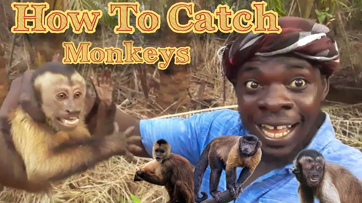 How To Catch Monkeys Easy (Beze Hunting)